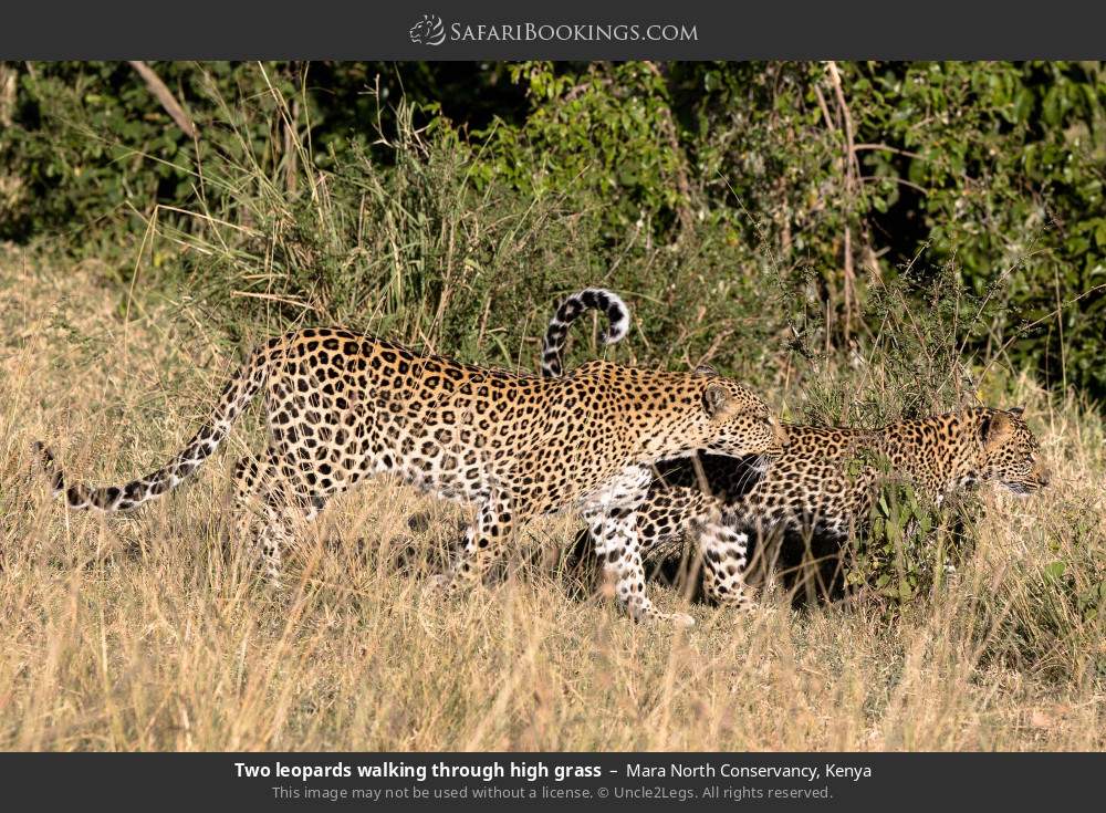 Two leopards walking through high grass in Mara North Conservancy, Kenya