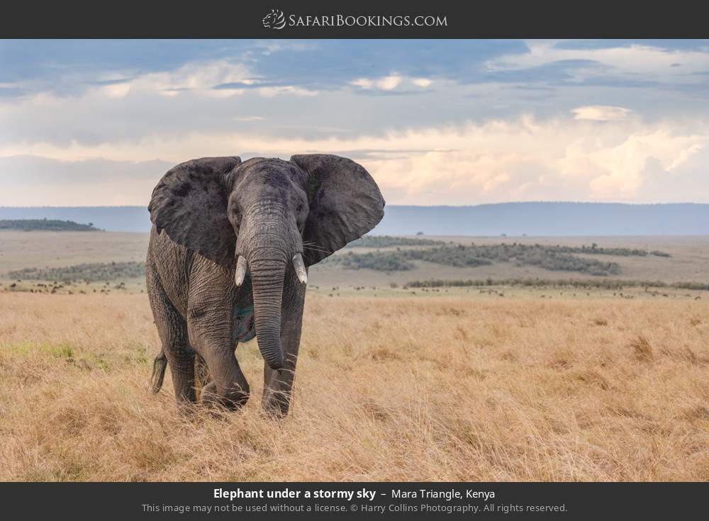 African elephant in Mara Triangle, Kenya