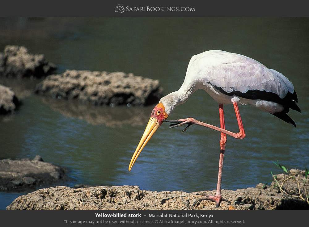 Yellow-billed stork in Marsabit National Park, Kenya