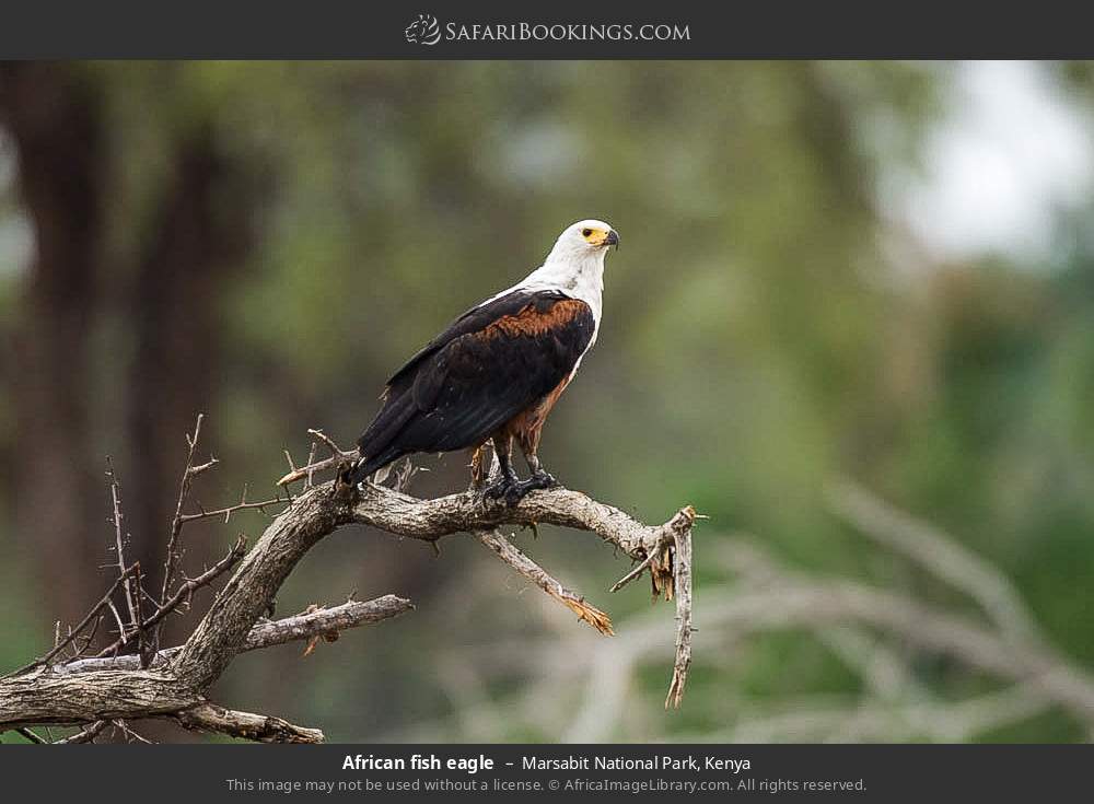 African fish eagle in Marsabit National Park, Kenya