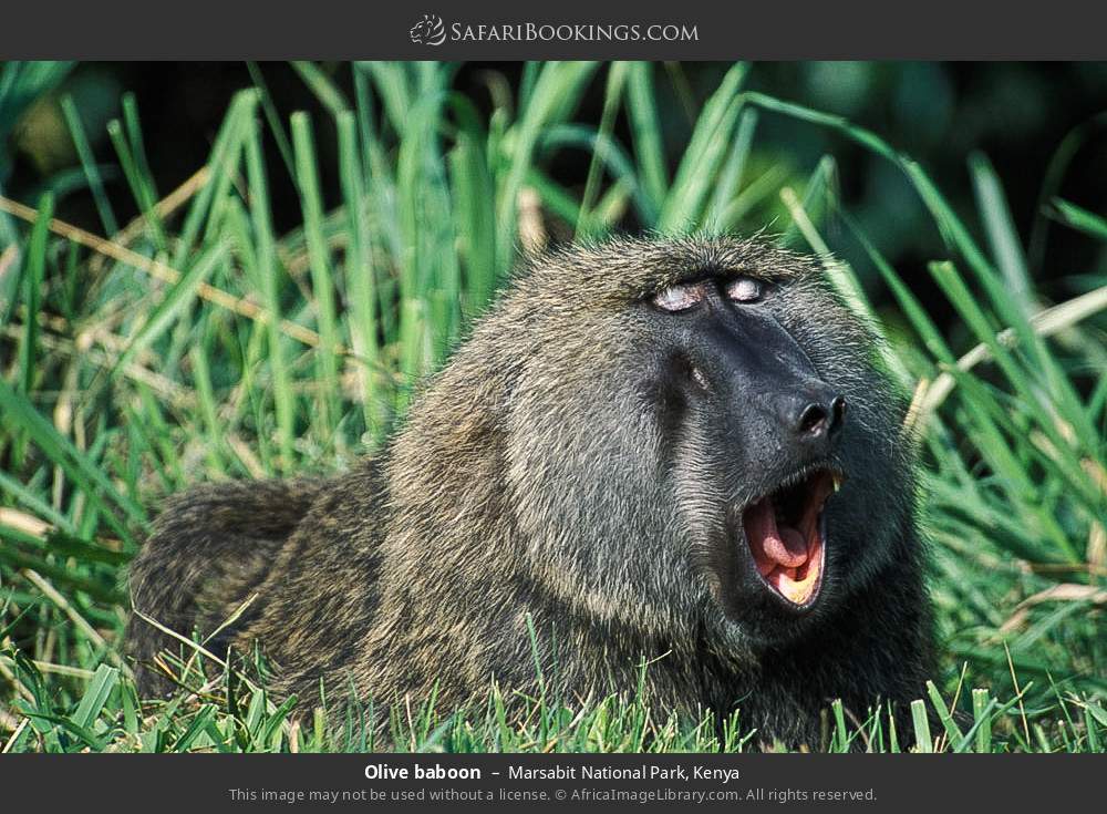Olive baboon in Marsabit National Park, Kenya