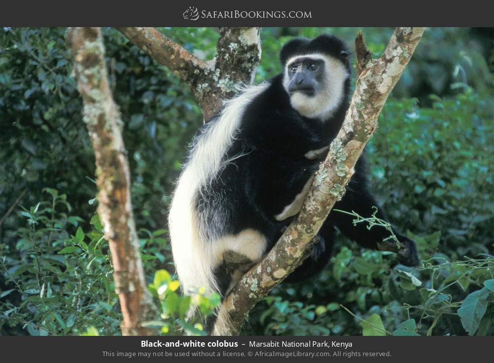 Black-and-white colobus in Marsabit National Park, Kenya