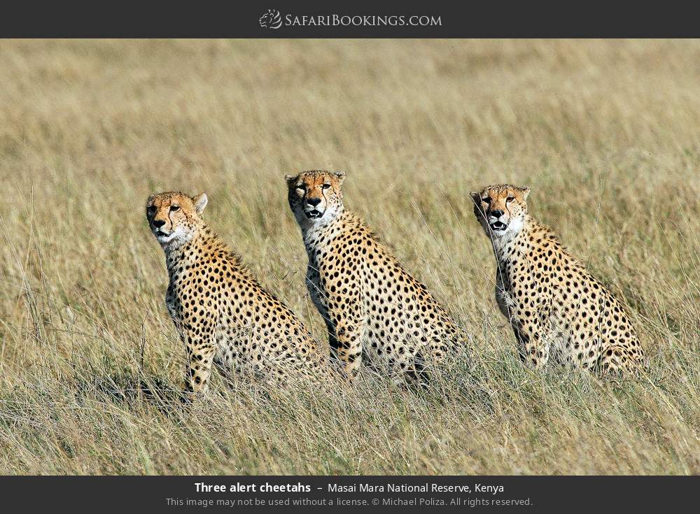 Three alert cheetahs in Masai Mara National Reserve, Kenya