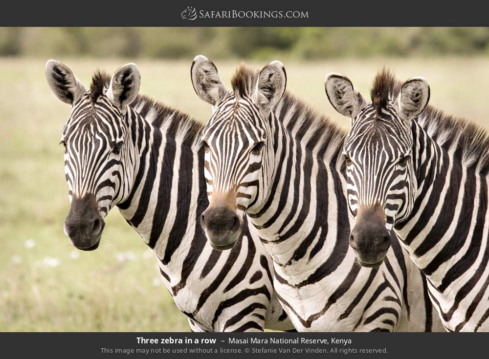 Three zebras in Masai Mara National Reserve, Kenya