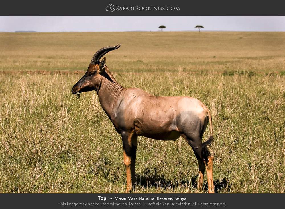 Topi in Masai Mara National Reserve, Kenya