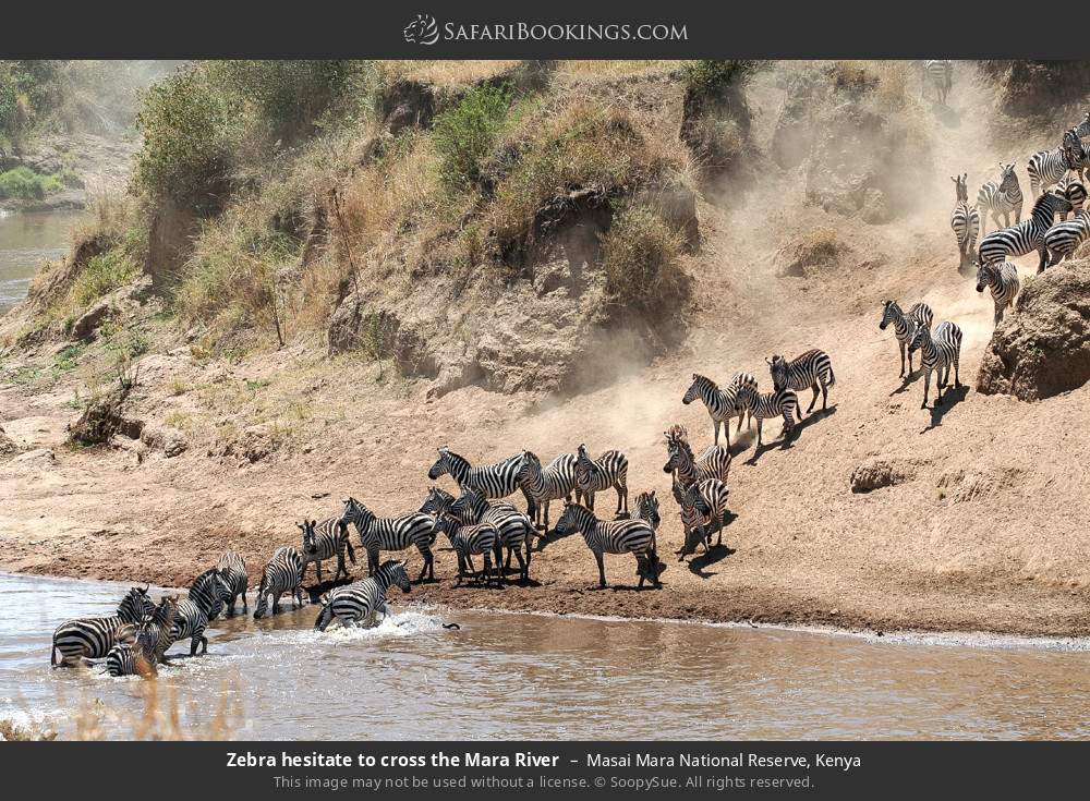 Zebras hesitating to cross the Mara River in Masai Mara National Reserve, Kenya