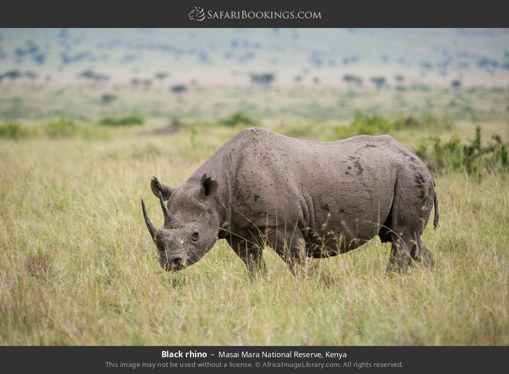 Black rhino in Masai Mara National Reserve, Kenya