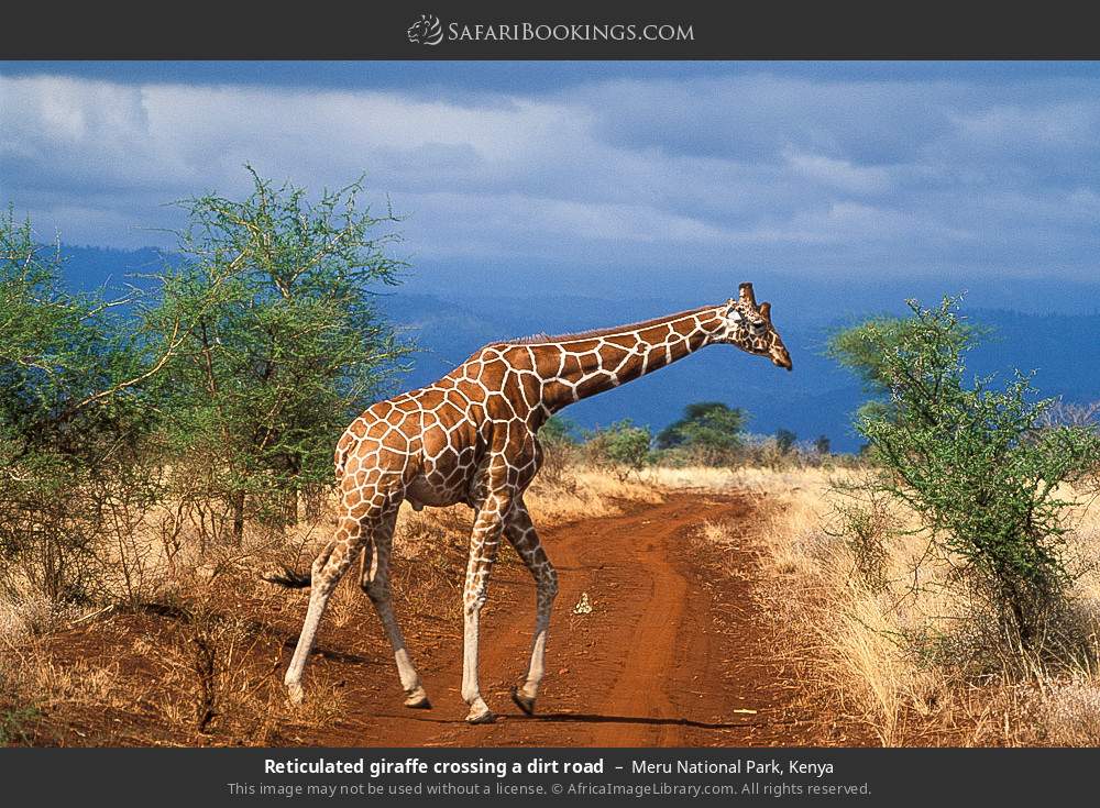 Reticulated giraffe crossing a dirt road in Meru National Park, Kenya