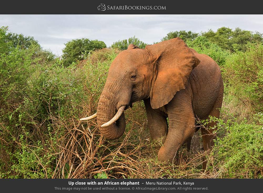 Up close with an African elephant in Meru National Park, Kenya