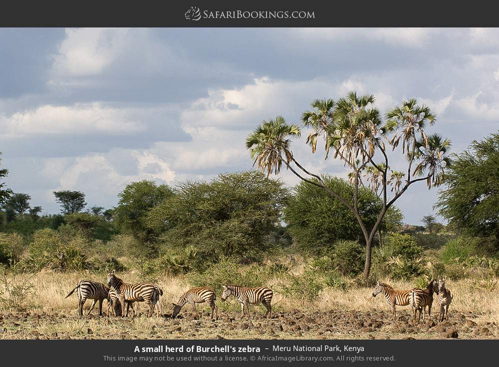 A small herd of plains zebras in Meru National Park, Kenya