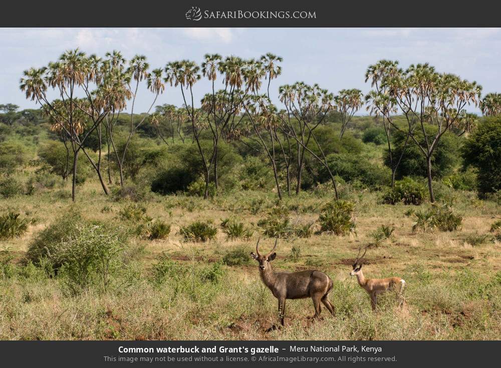 Common waterbuck and Grant's gazelle in Meru National Park, Kenya