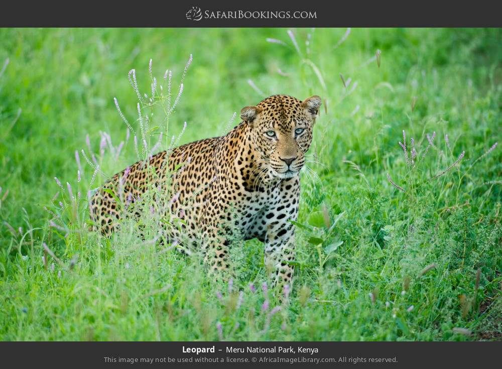 Leopard in Meru National Park, Kenya