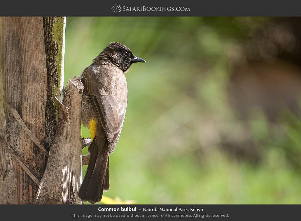 Common bulbul in Nairobi National Park, Kenya