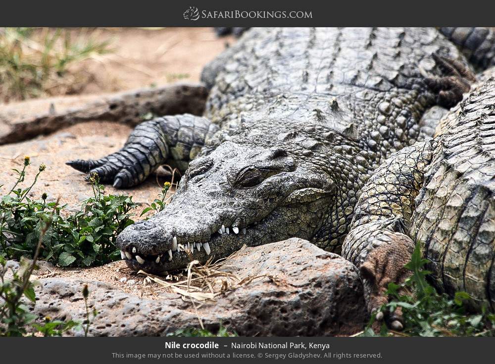 Nile crocodiles in Nairobi National Park, Kenya