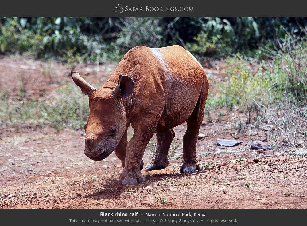 Black rhino calf in Nairobi National Park, Kenya