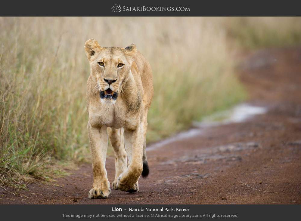 Lion in Nairobi National Park, Kenya
