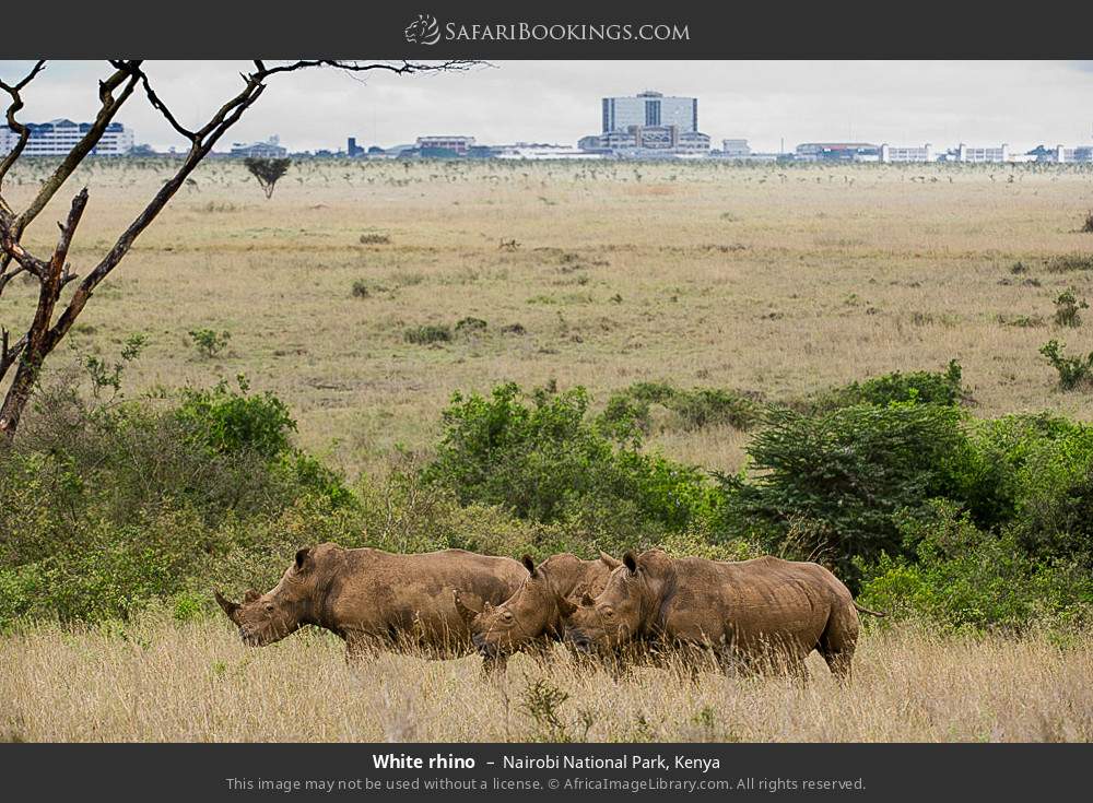 White rhinos in Nairobi National Park, Kenya