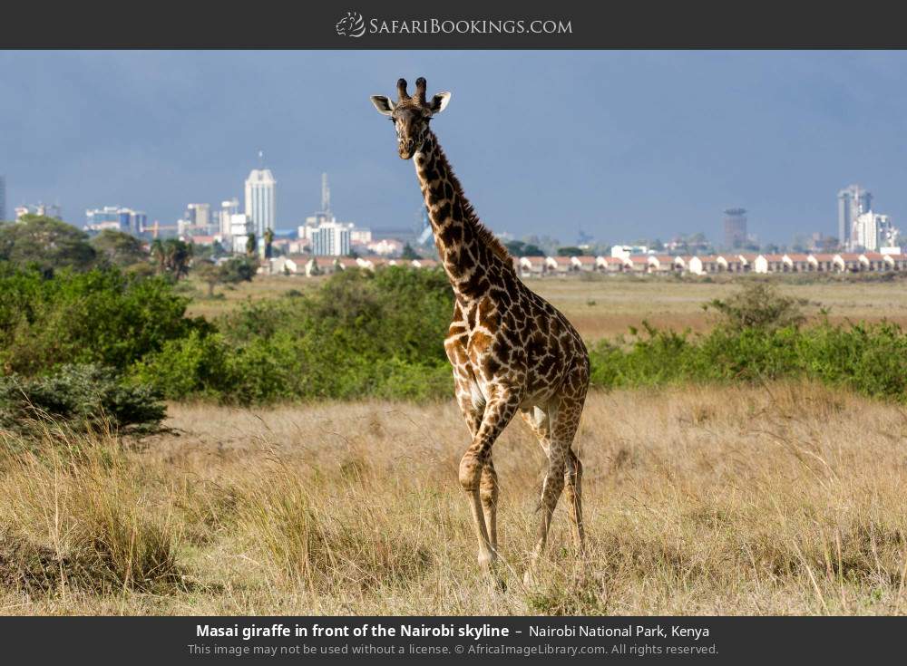 Masai giraffe in front of the Nairobi skyline in Nairobi National Park, Kenya