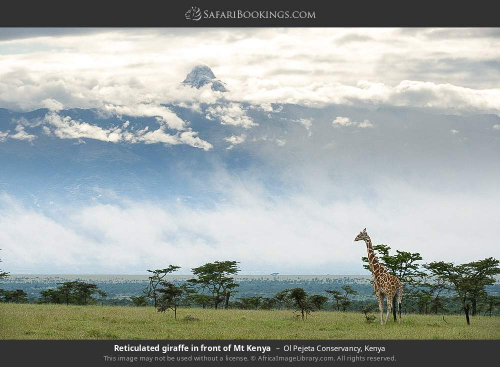 Reticulated giraffe in front of Mt Kenya in Ol Pejeta Conservancy, Kenya