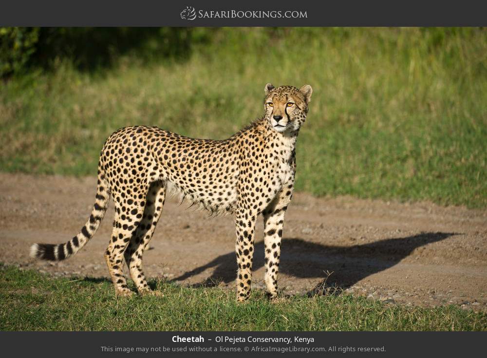 Cheetah in Ol Pejeta Conservancy, Kenya
