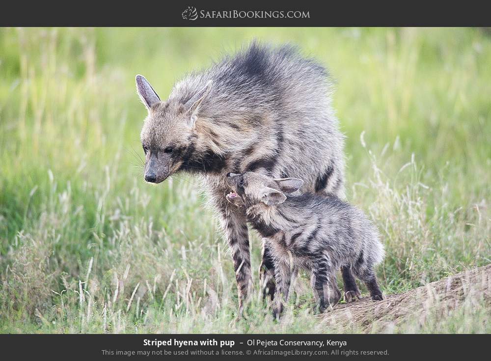Striped hyena with cub in Ol Pejeta Conservancy, Kenya