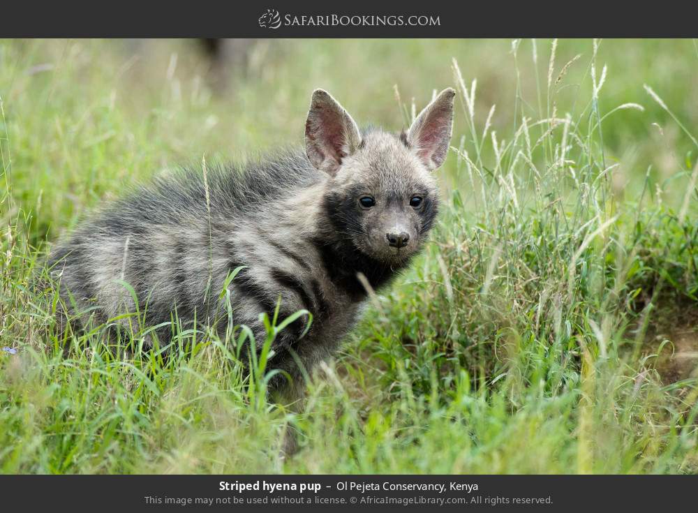 Striped hyena cub in Ol Pejeta Conservancy, Kenya