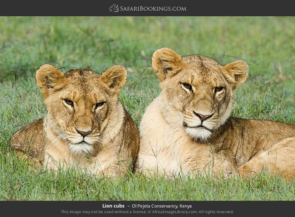 Lion cubs in Ol Pejeta Conservancy, Kenya