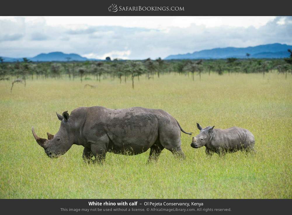 White rhino with calf in Ol Pejeta Conservancy, Kenya