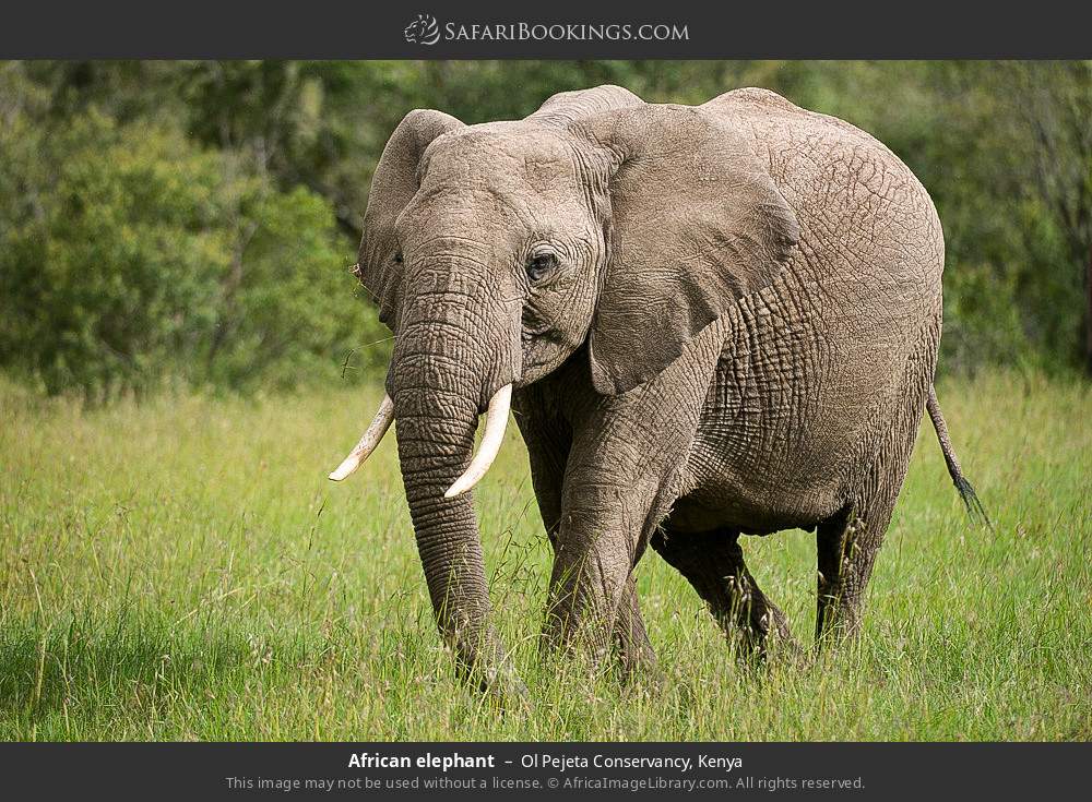 African elephant in Ol Pejeta Conservancy, Kenya