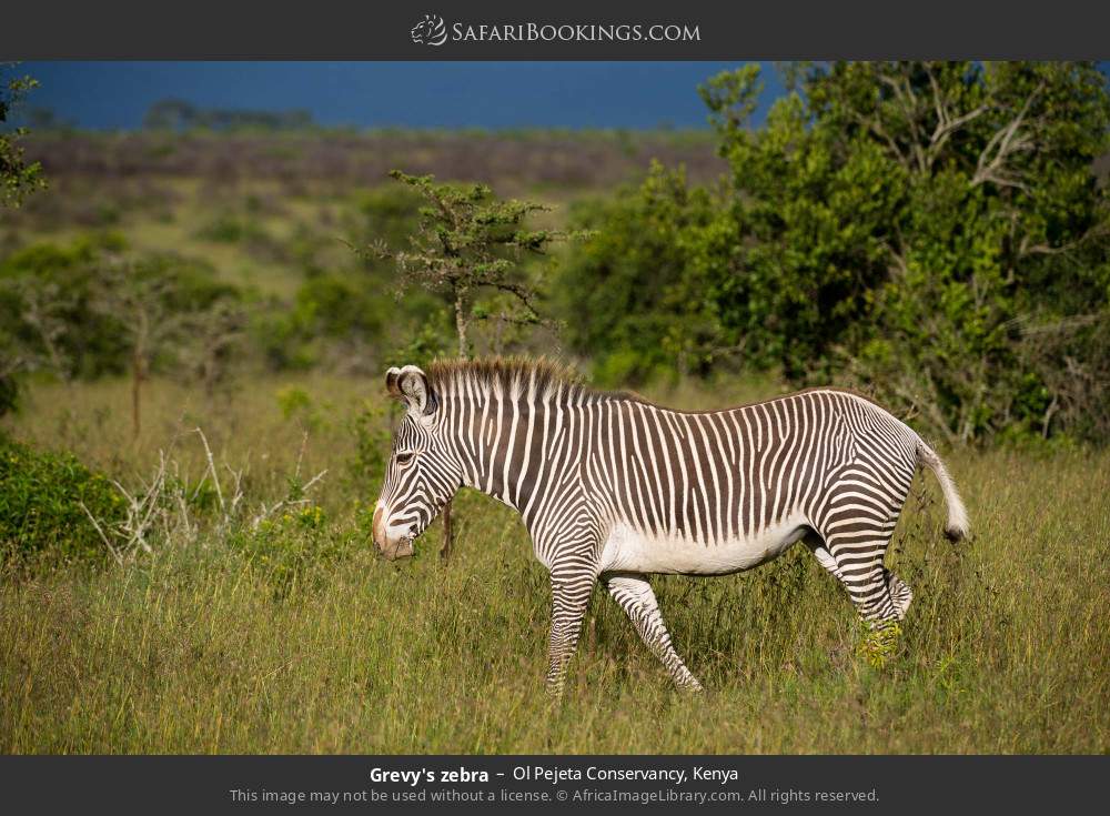 Grevy's zebra in Ol Pejeta Conservancy, Kenya