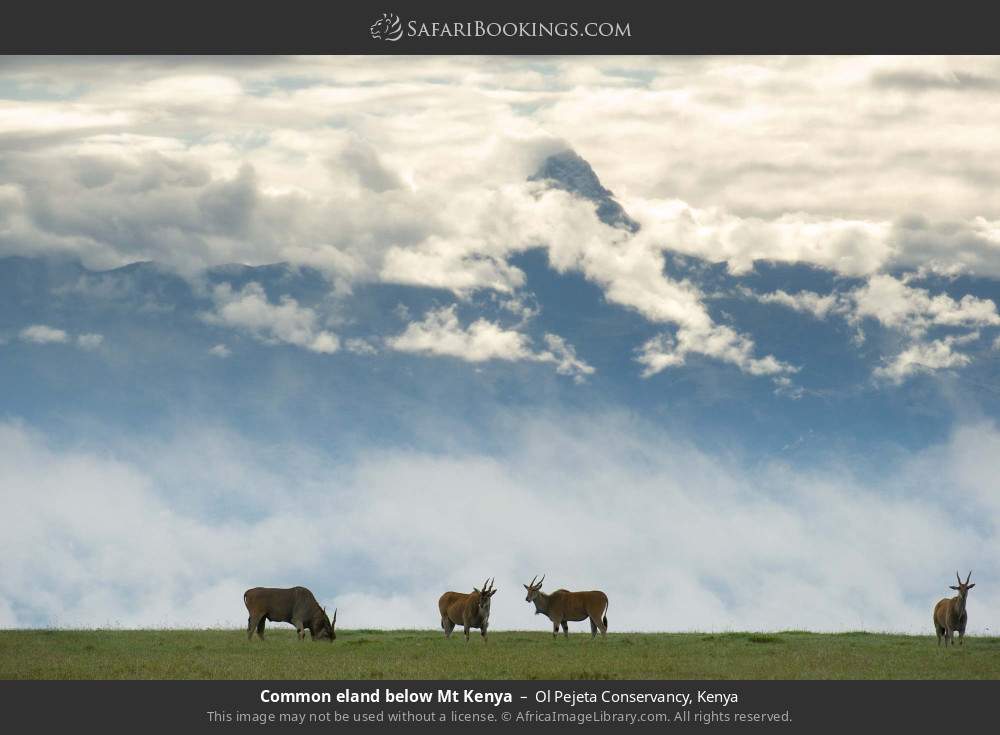 Common eland below Mt Kenya in Ol Pejeta Conservancy, Kenya