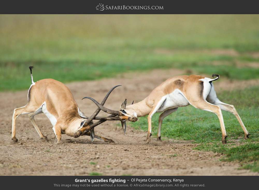 Grant's gazelles fighting in Ol Pejeta Conservancy, Kenya