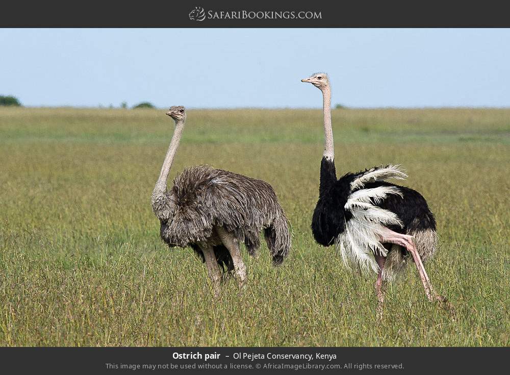 Ostrich pair in Ol Pejeta Conservancy, Kenya