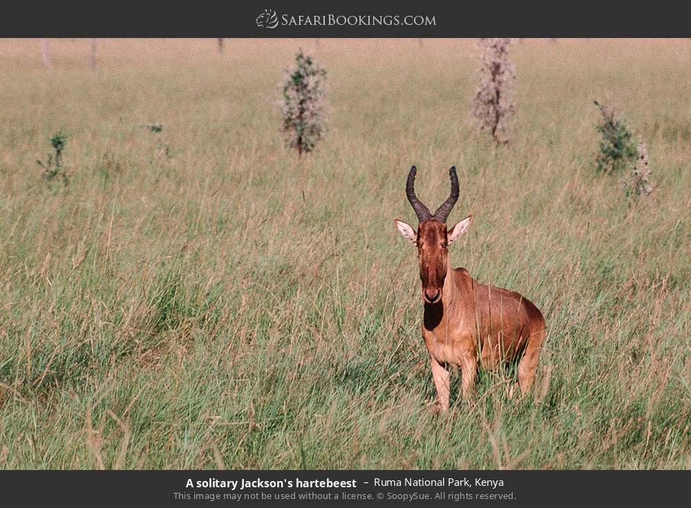 A solitary Jackson's hartebeest in Ruma National Park, Kenya