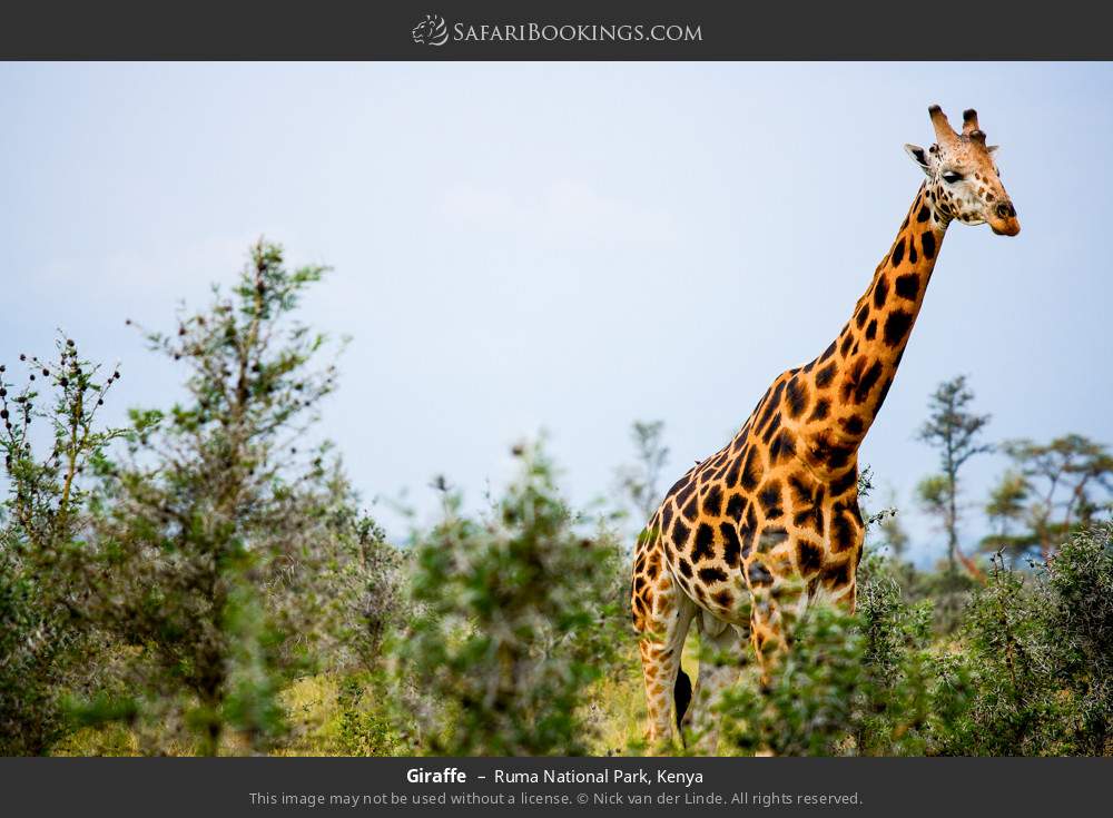 Giraffe in Ruma National Park, Kenya
