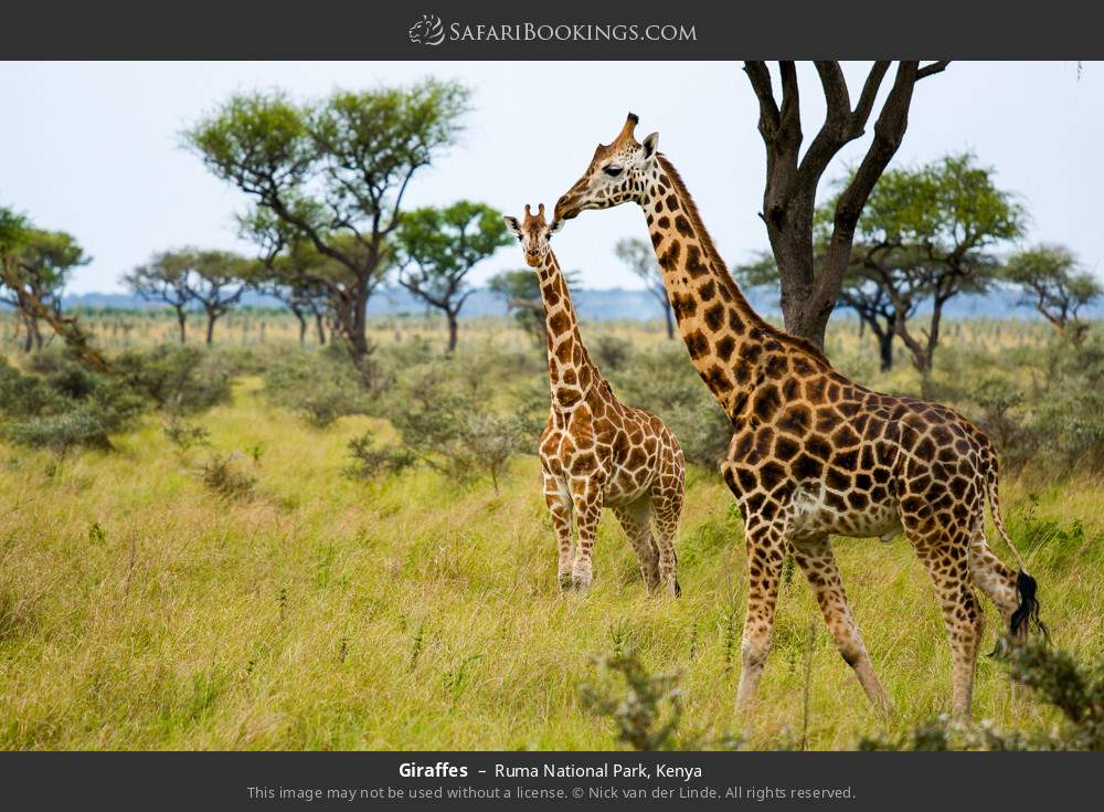 Giraffes in Ruma National Park, Kenya