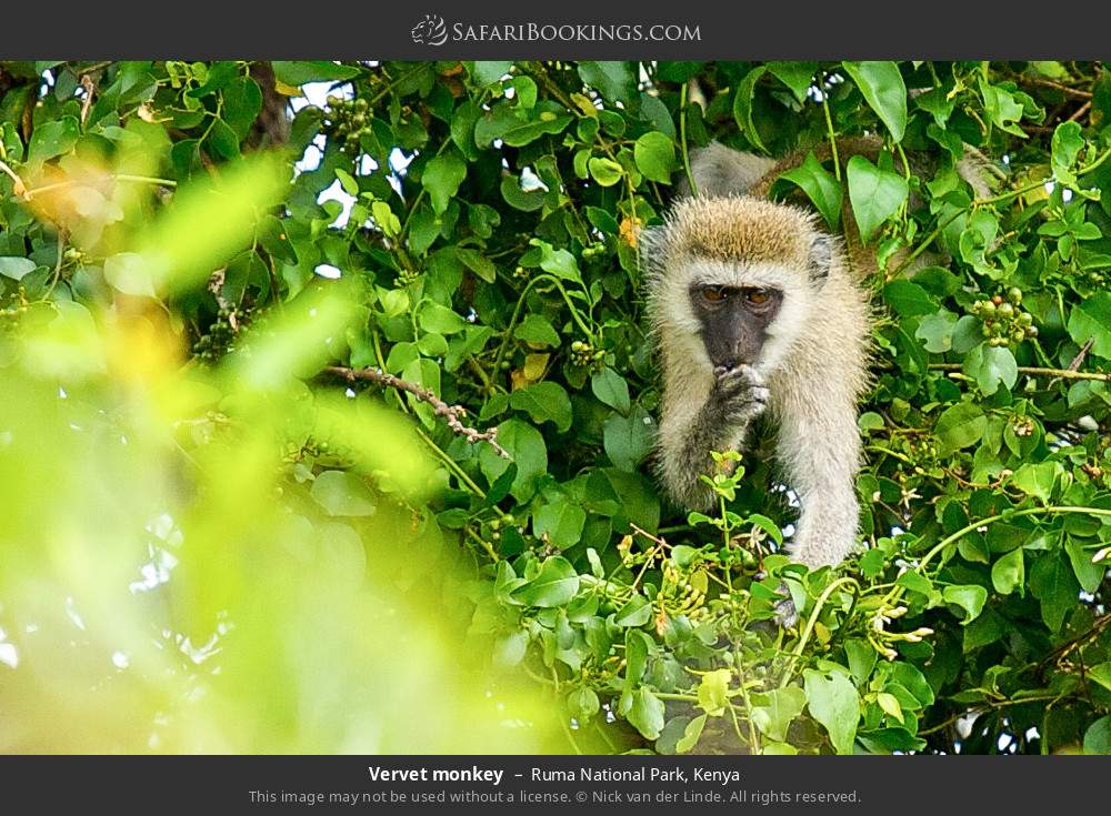 Vervet monkey in Ruma National Park, Kenya