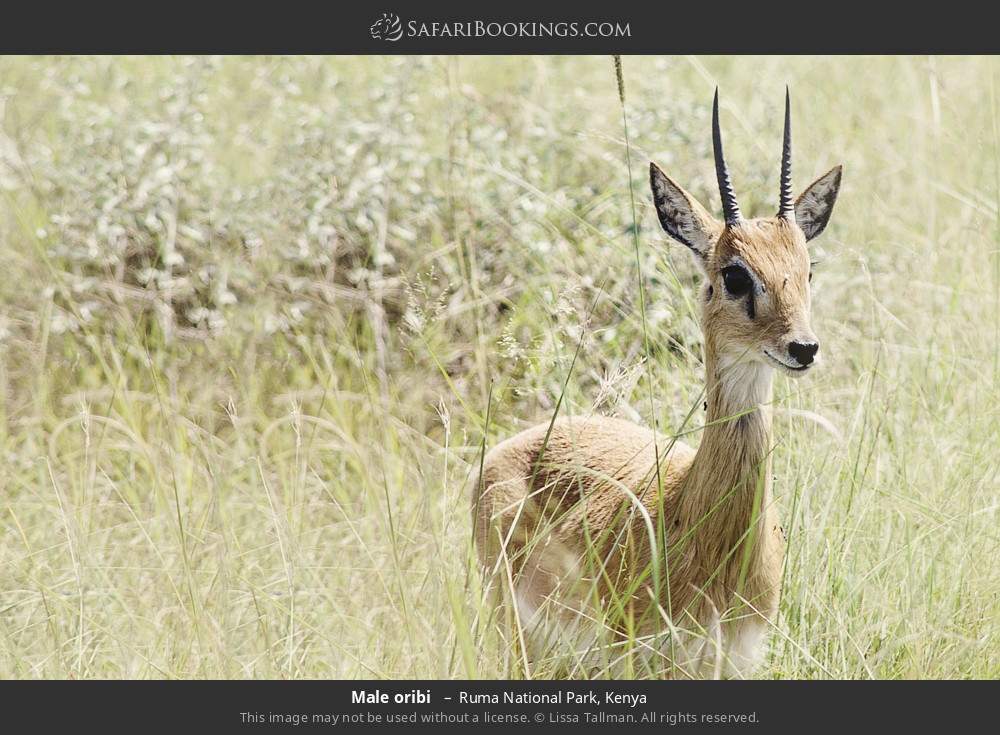 Male oribi in Ruma National Park, Kenya