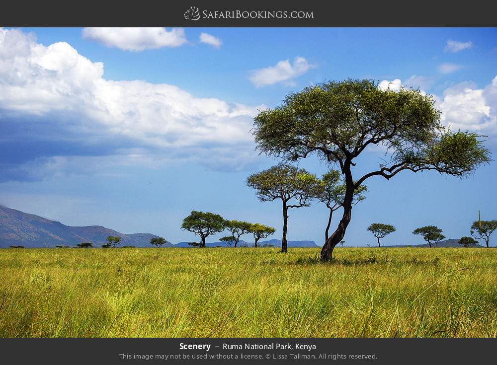 Park scenery in Ruma National Park, Kenya