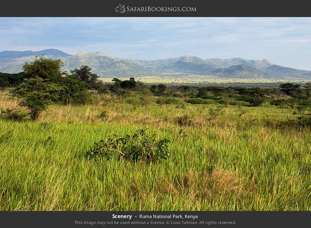 Park scenery in Ruma National Park, Kenya