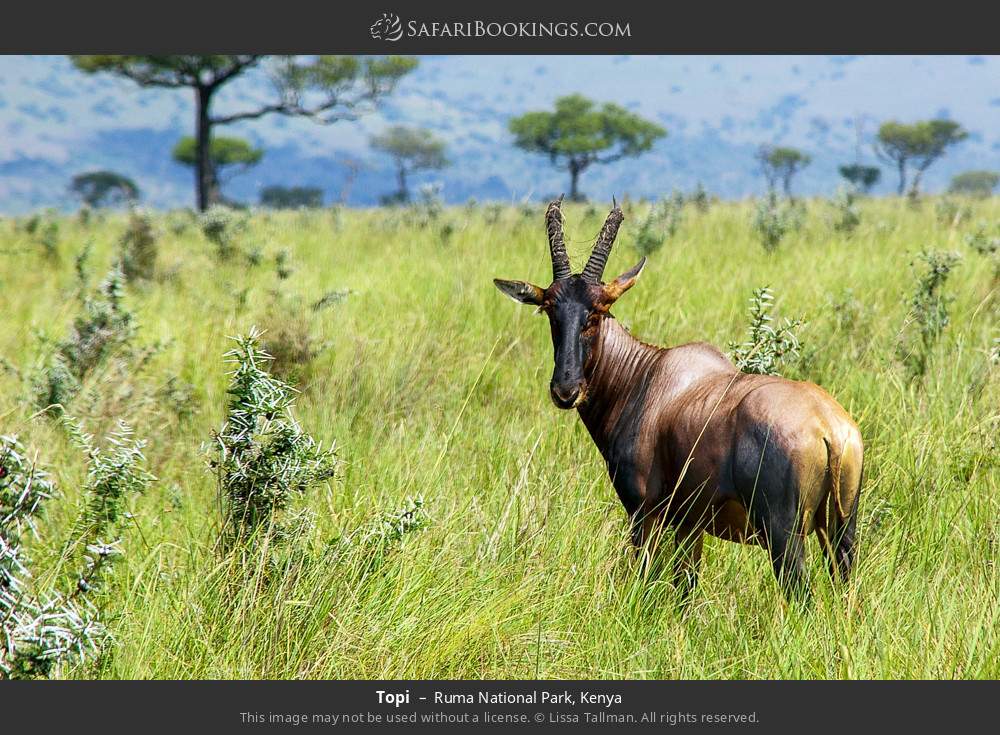 Topi in Ruma National Park, Kenya