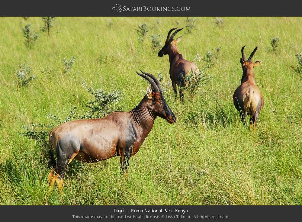 Topi in Ruma National Park, Kenya