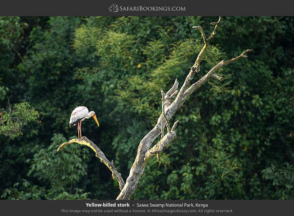 Yellow-billed stork in Saiwa Swamp National Park, Kenya