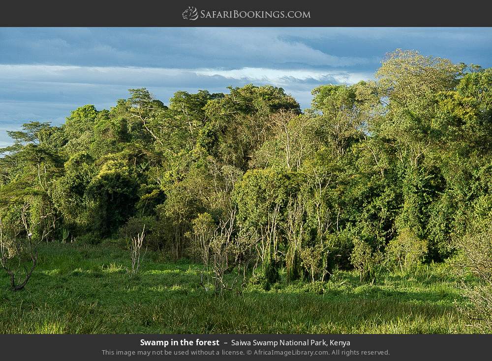 Swamp in the forest in Saiwa Swamp National Park, Kenya