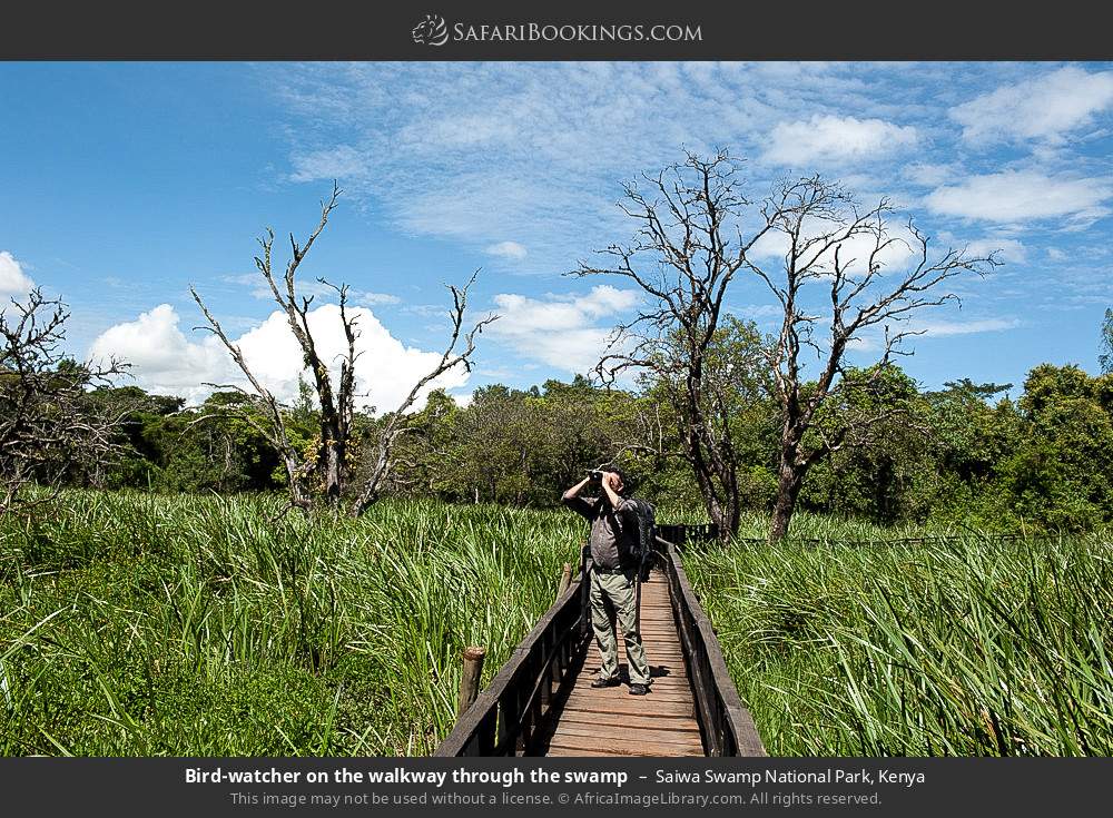 Bird-watcher on the walkway through the swamp in Saiwa Swamp National Park, Kenya