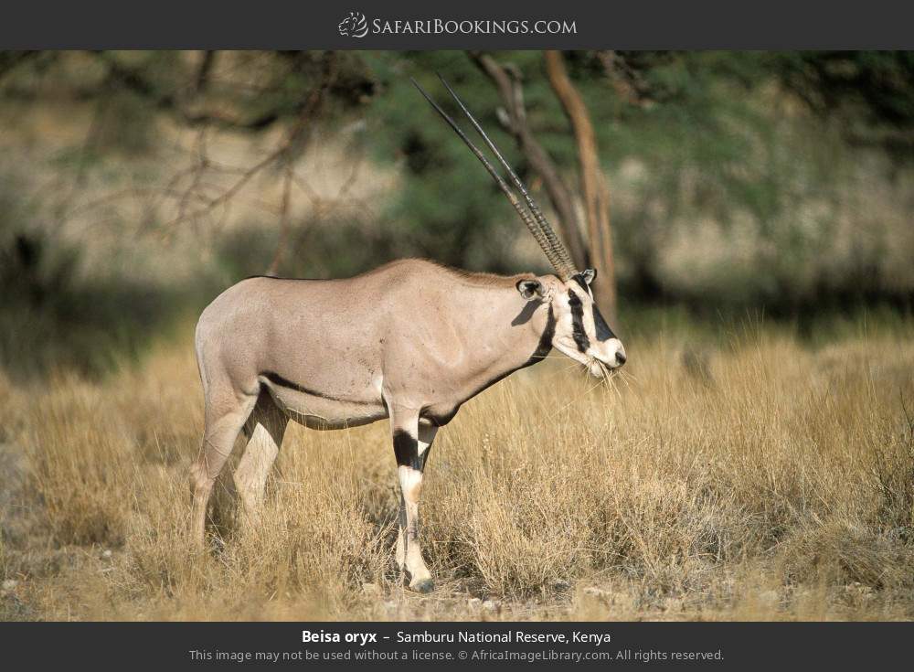 Beisa oryx in Samburu National Reserve, Kenya