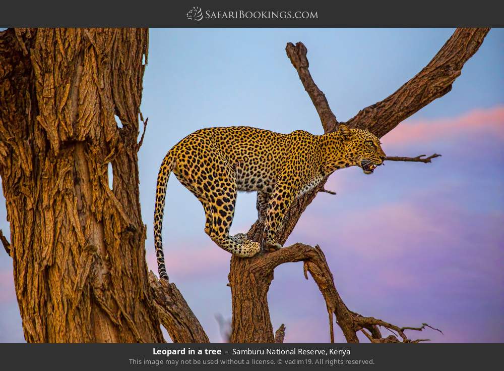 Leopard in a tree in Samburu National Reserve, Kenya