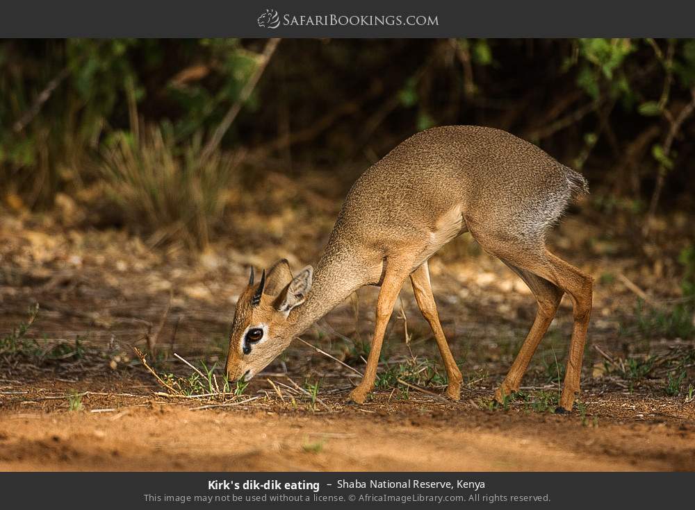 Kirk's dik-dik grazing in Shaba National Reserve, Kenya