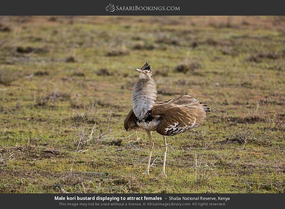 Male kori bustard displaying to attract females in Shaba National Reserve, Kenya