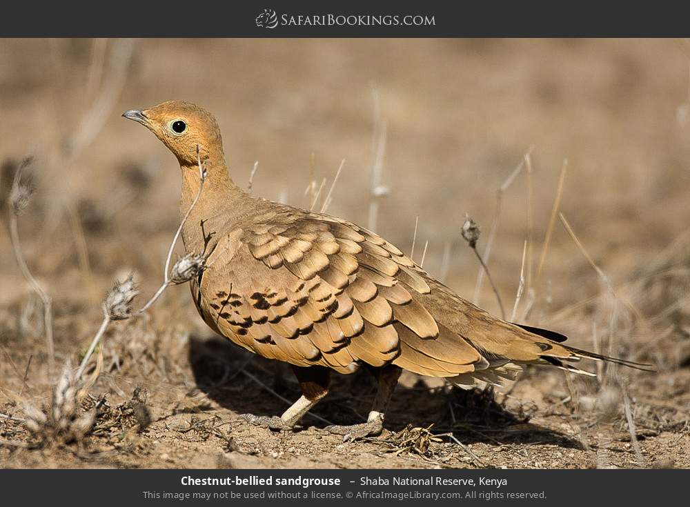 Chestnut-bellied sandgrouse in Shaba National Reserve, Kenya